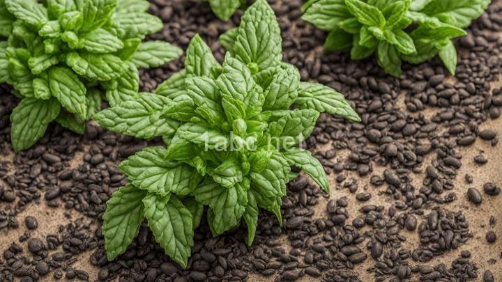 Pest-Resistant Herbs: Adding Flavor and Functionality to Your Garden