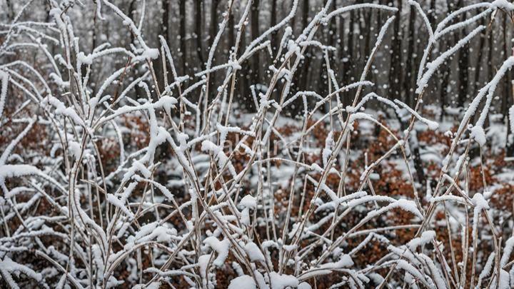 Winter Wraps: Innovative Ways to Guard Your Garden Perennials