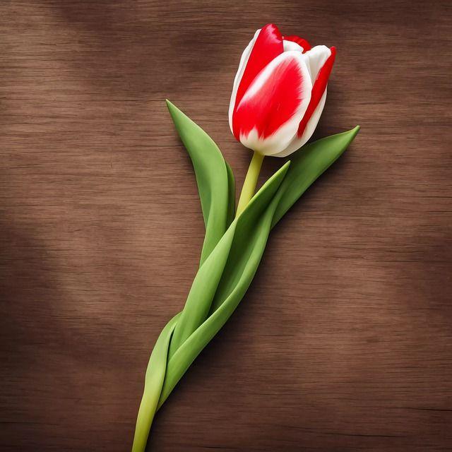 Creating Lasting Memories: Fun Activities to Do with Your Mom on Mother's Day