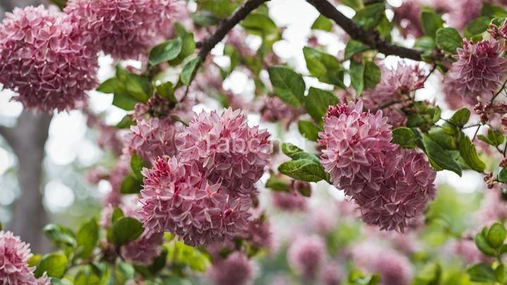 How to Choose the Right Tree or Shrub for Your Garden