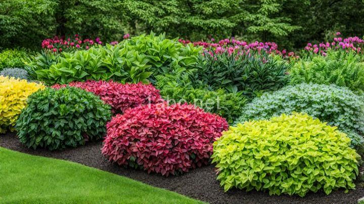 Shade Plants for Every Season: Year-Round Color for Your Garden