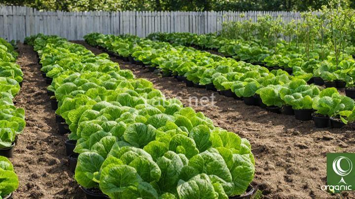 Understanding the Organic Certification Process and its Significance in Gardening