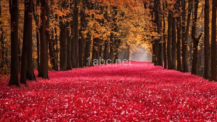 Valentine's Day Date Ideas for Nature Lovers: Embrace the Outdoors